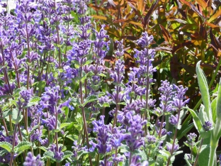 Nepeta grandiflora 'Border Ballett'