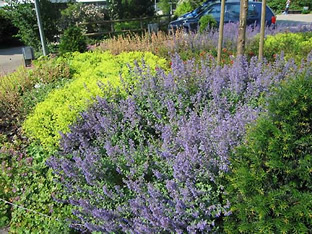 Nepeta x faassenii