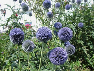 Echinops ritro
