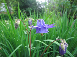 Aquilegia vulgaris