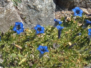 Gentiana acaulis