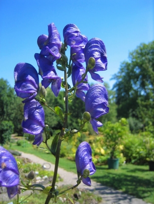 Aconitum napellus ssp. napellus