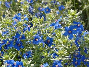 Anagallis arvensis 'Coerulea'