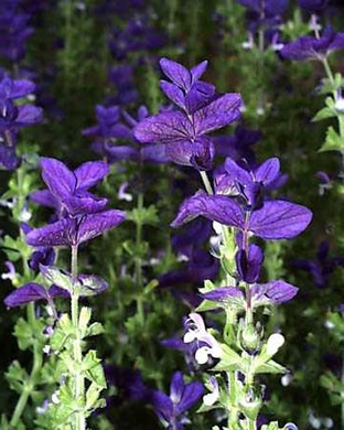 Salvia horminum 'Blue Monday'