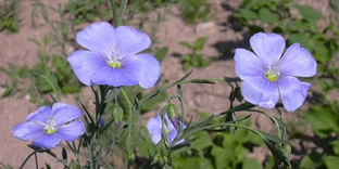 Linum perenne