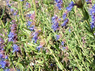 Hyssopus officinalis