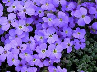 Aubrieta 'Royal Blue'