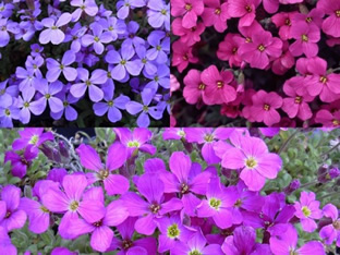 Aubrieta 'Grandiflora'