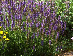 Salvia nemorosa 'Westfriesland'