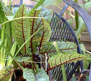 Rumex sanguineus