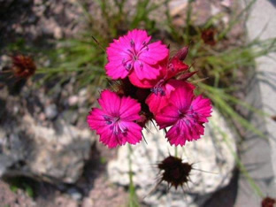 Dianthus cruentus