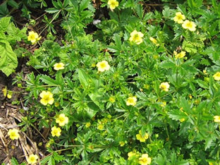 Potentilla erecta