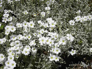 Cerastium tomentosum