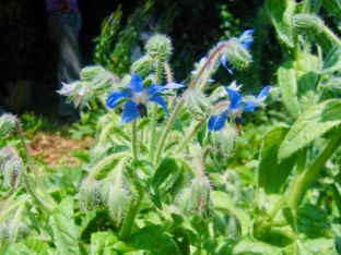 Borago officinalis