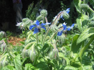 Borago officinalis