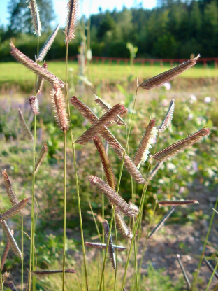 Bouteloua gracilis