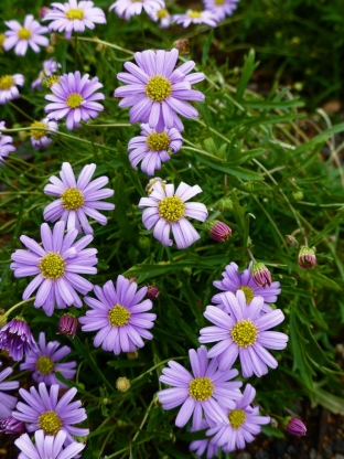 Brachyscome iberidifolia 'Blue Star'