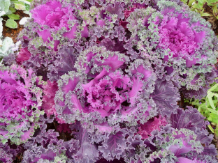 Brassica oleracea var. acephala