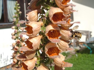 Digitalis ferruginea