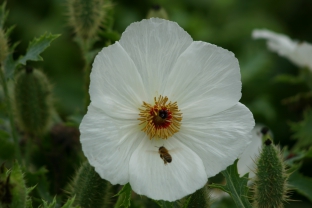 Argemone platyceras