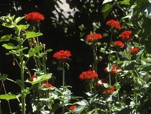 Lychnis chalcedonica