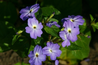 Browallia americana 'Blue Lady'