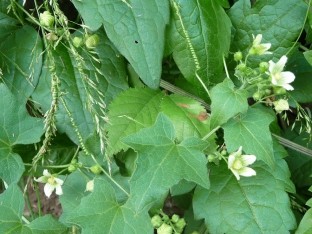 Bryonia cretica subsp. dioica