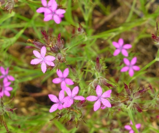 Dianthus armeria