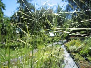 Stipa capillata