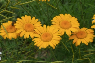 Anthemis sancti-johannis