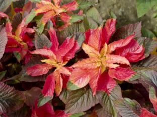 Amaranthus tricolor 'Illumination'