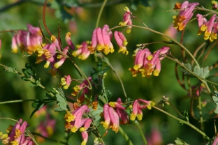 Capnoides  sempervirens