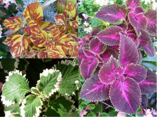 Coleus blumei 'Rainbow Mix'