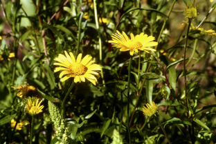 Buphthalmum salicifolium