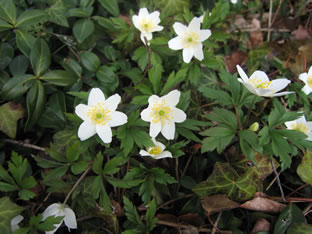 Anemone nemorosa