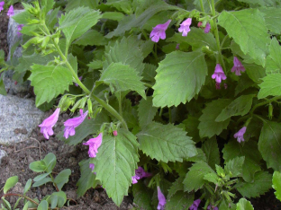 Calamintha grandiflora