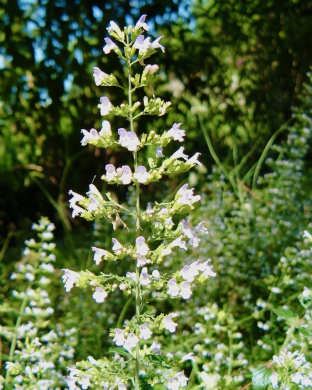 Calamintha nepeta