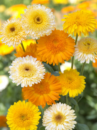 Calendula officinalis 'Kinglet Mischung'