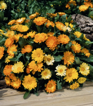 Calendula officinalis nana 'Daisy Mix'
