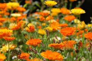 Calendula officinalis (orange)