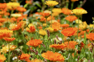 Calendula officinalis 'Pacific Beauty'