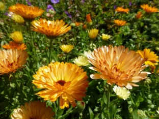 Calendula officinalis 'Touch of Red Mixed'