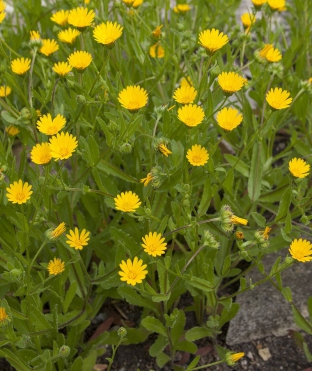 Calendula arvensis