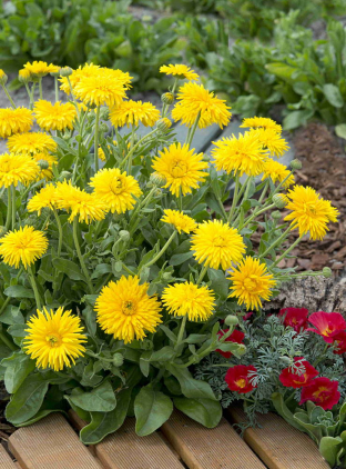 Calendula officinalis 'Yellow Porcupine'