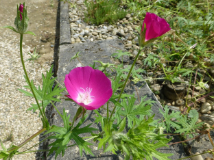 Callirhoe involucrata