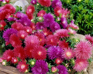 Callistephus chinensis 'Starlight Mischung'