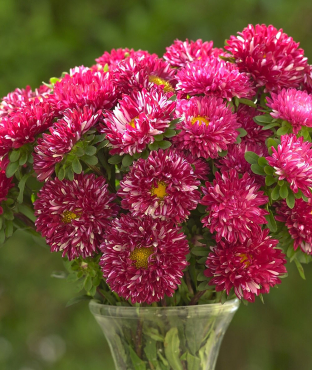 Callistephus chinensis 'Matsumoto Red Striped'