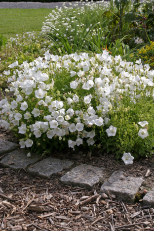 Campanula carpatica 'Alba'