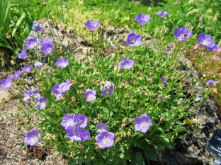 Campanula carpatica