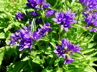 Campanula glomerata 'Acaulis'